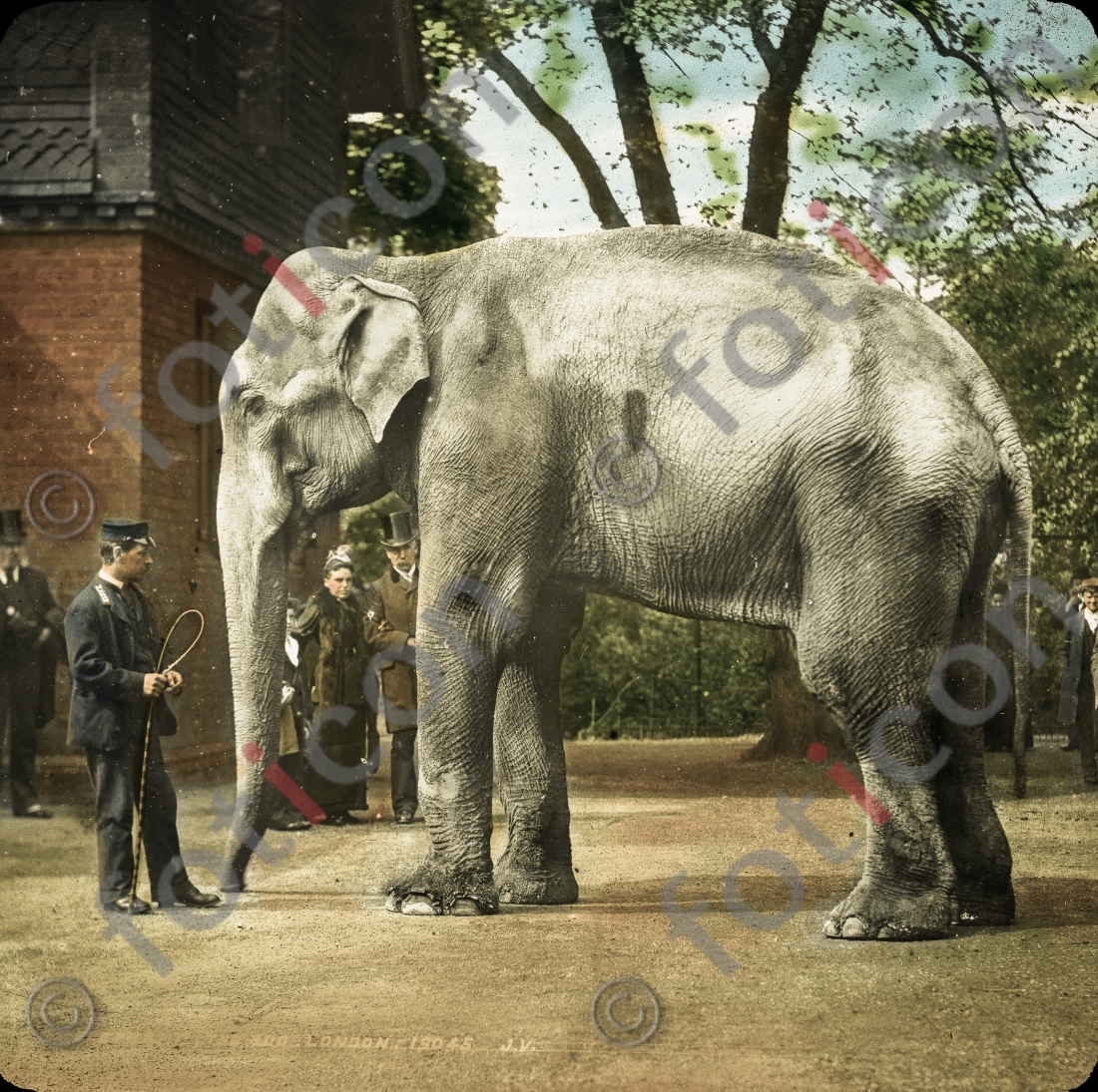Elefant | Elephant - Foto foticon-simon-167-014.jpg | foticon.de - Bilddatenbank für Motive aus Geschichte und Kultur